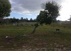 Leper graveyard on Robben Island - before it became a prison for political activists.